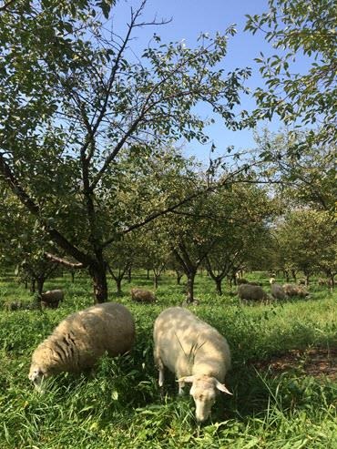sheep grazing orchard